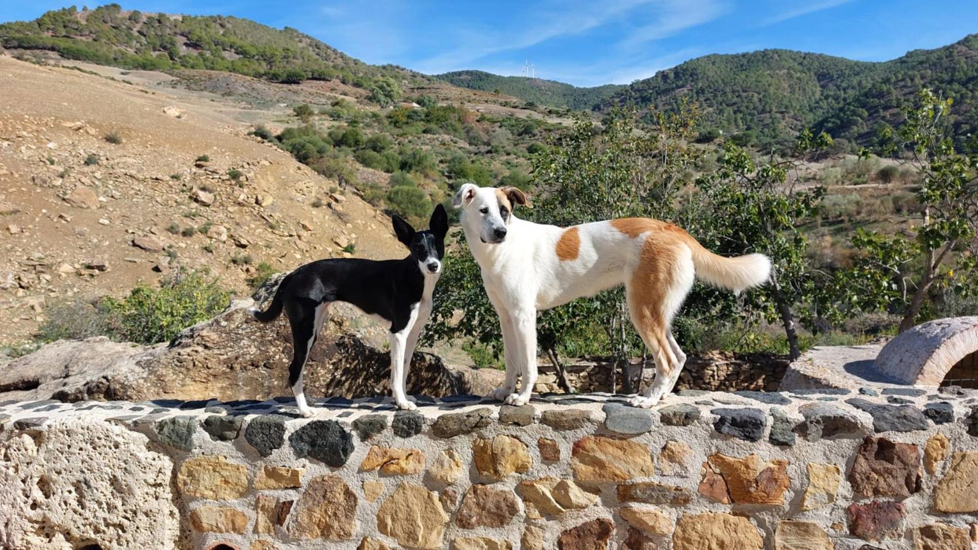 El Bufon De La Corte Carratraca Exteriér fotografie
