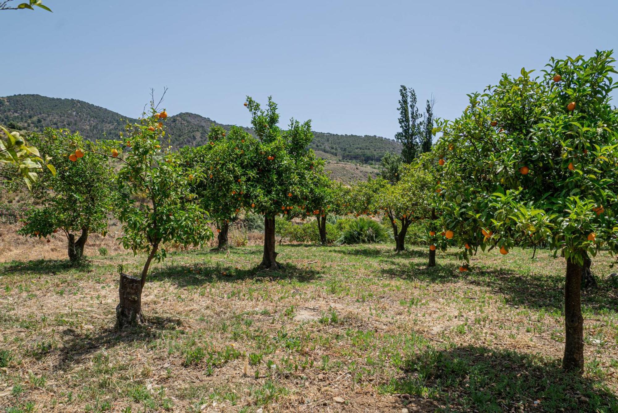 El Bufon De La Corte Carratraca Exteriér fotografie